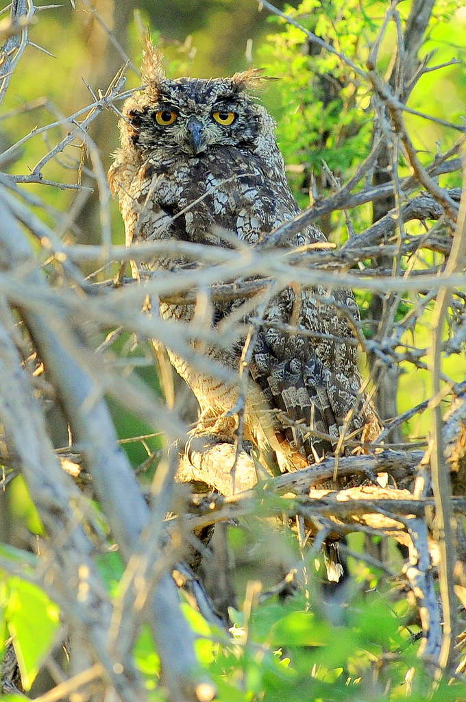 Grand-duc africain/Spotted Eagle-Owl (1)