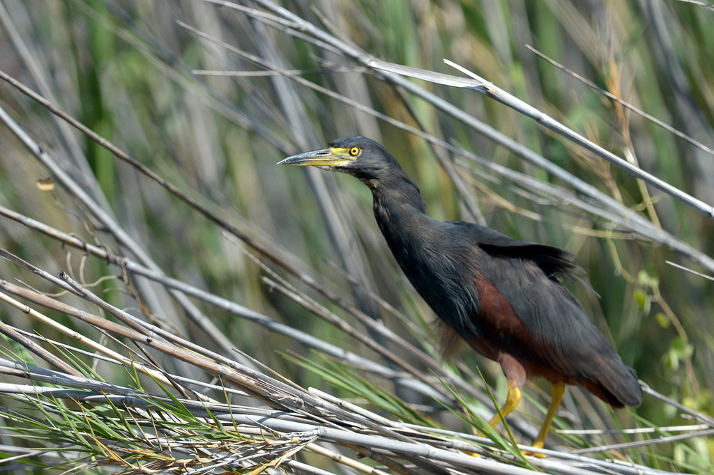 Crabier à ventre roux/Rufous-bellied Heron (2)