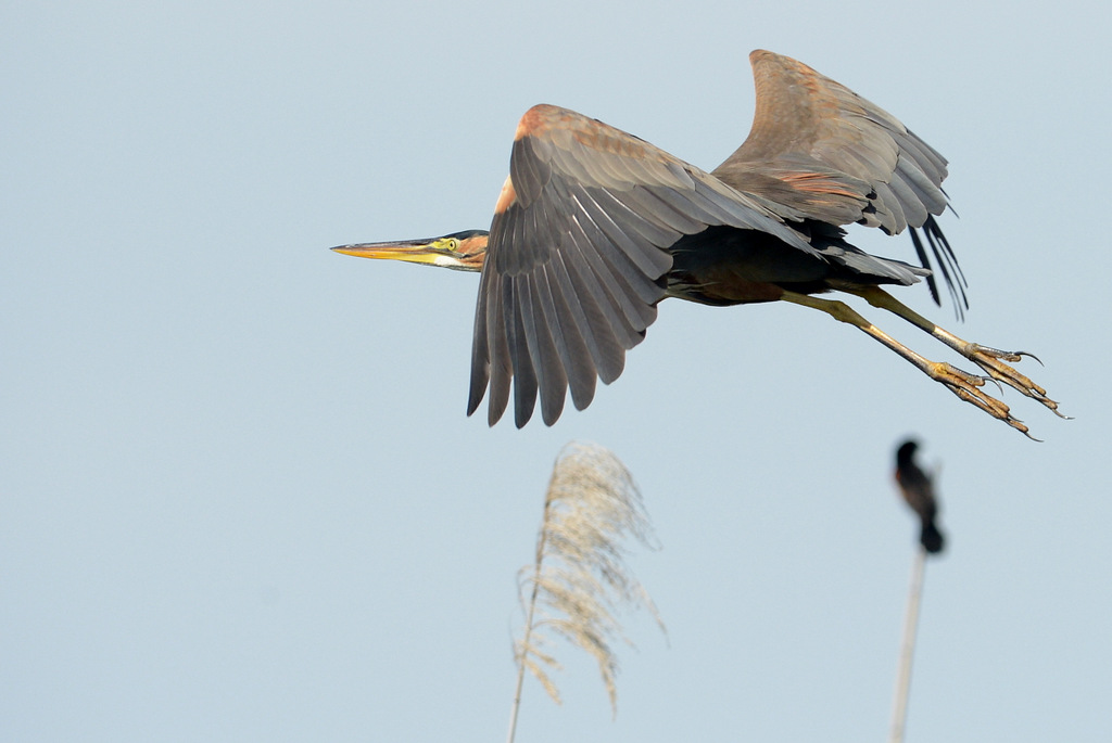 Héron Goliath/Goliath Heron (1)