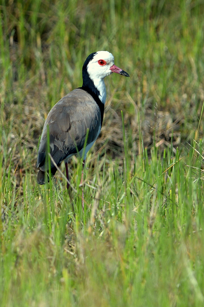 Vanneau à ailes blanches/Long-toed Lapwing