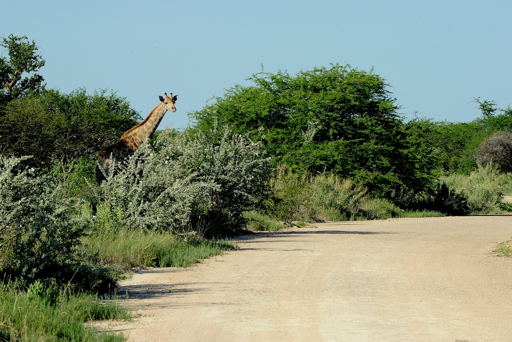 Girafe/Gireffe (21)
