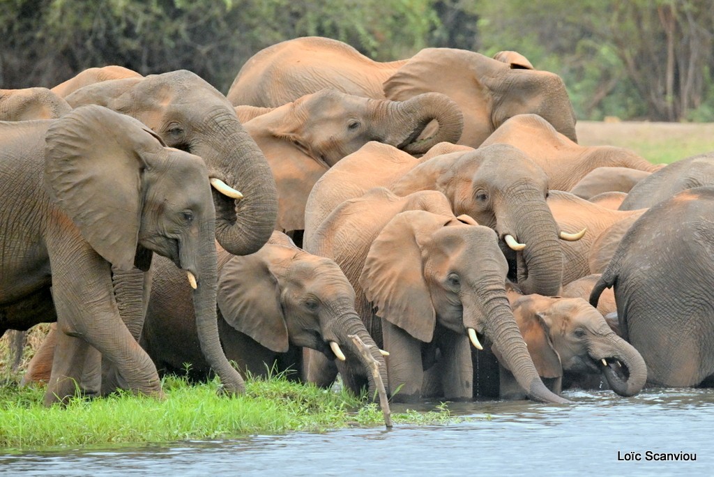 Éléphant d'Afrique/Savanna Elephant (19)