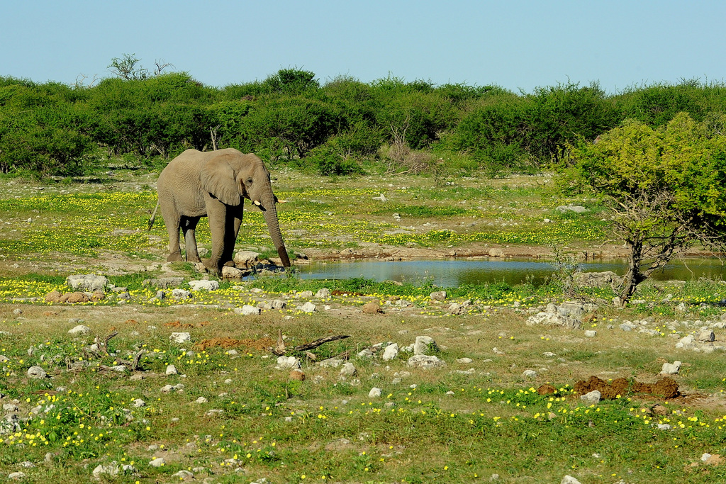 Eléphant (10)