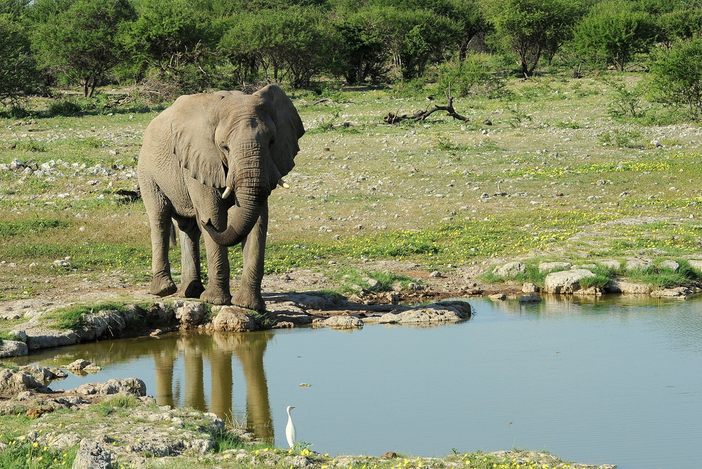Eléphant (12)