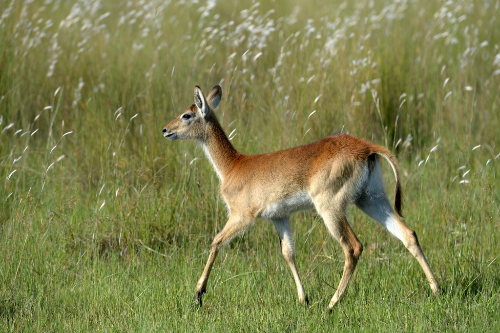 Cobe lechwe/Red Lechwe (1)