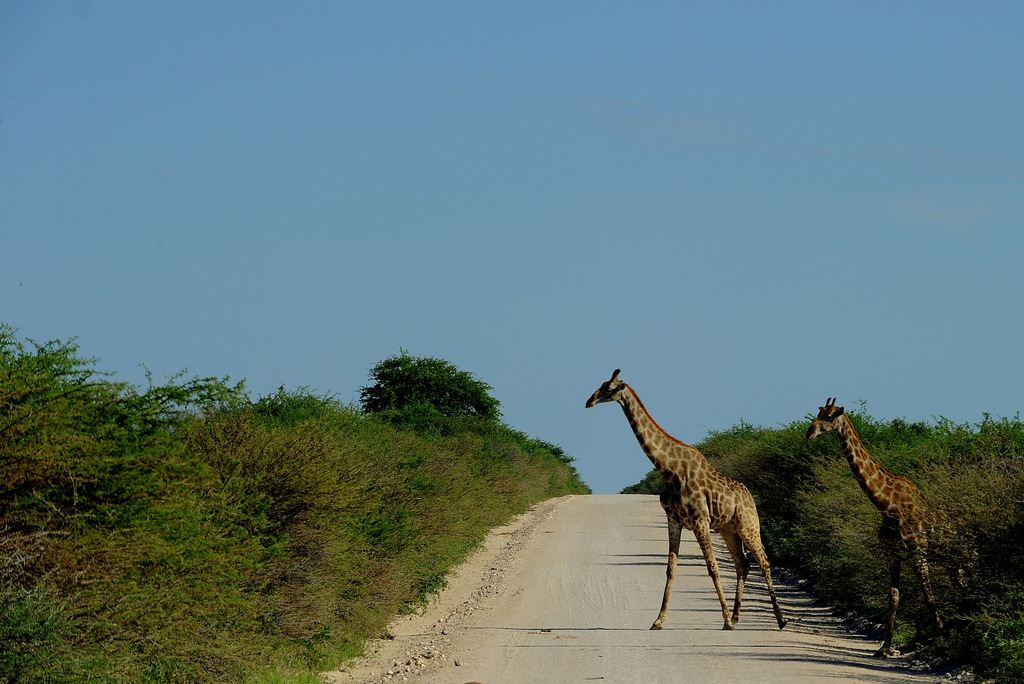 Girafe/Giraffe (7)
