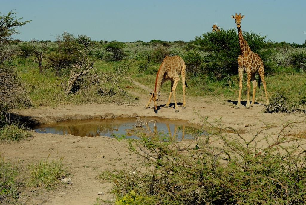 Girafe/Giraffe (8)