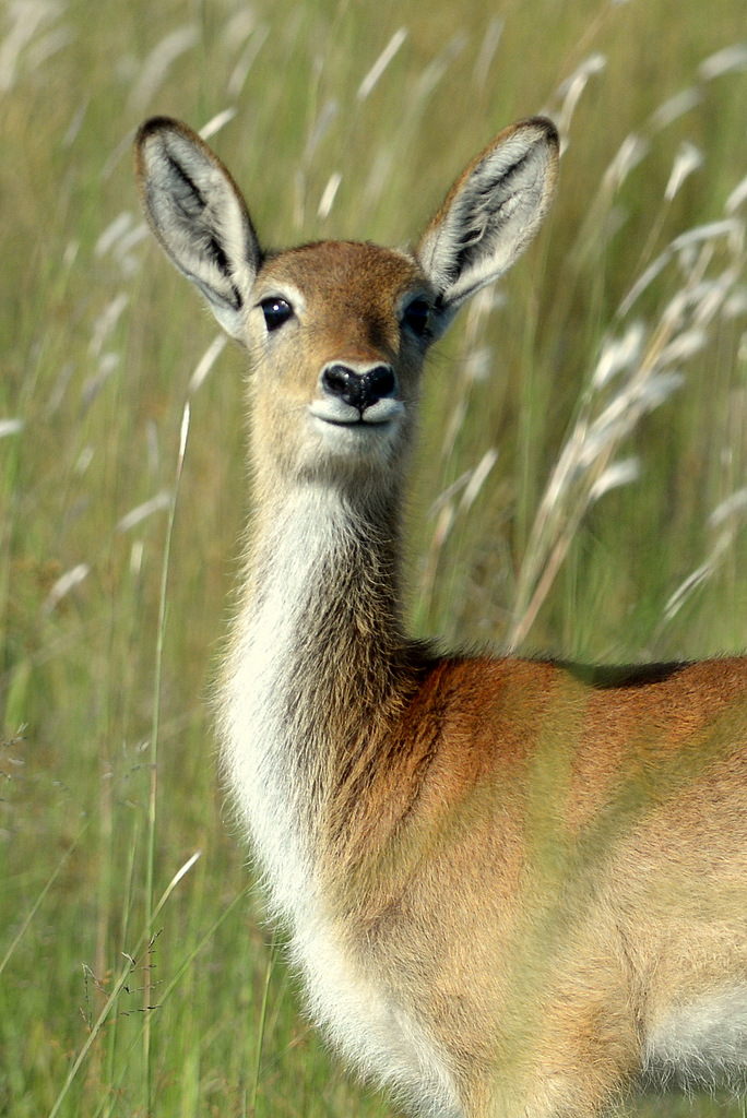 Cobe lechwe/Red Lechwe (2)