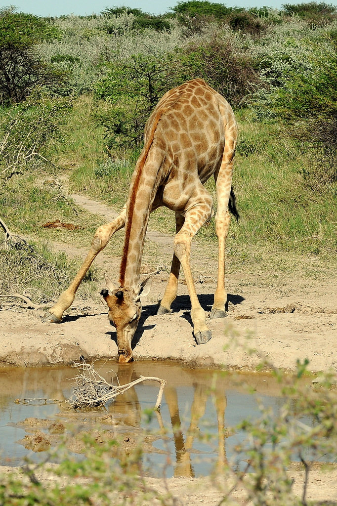 Girafe/Giraffe (9)
