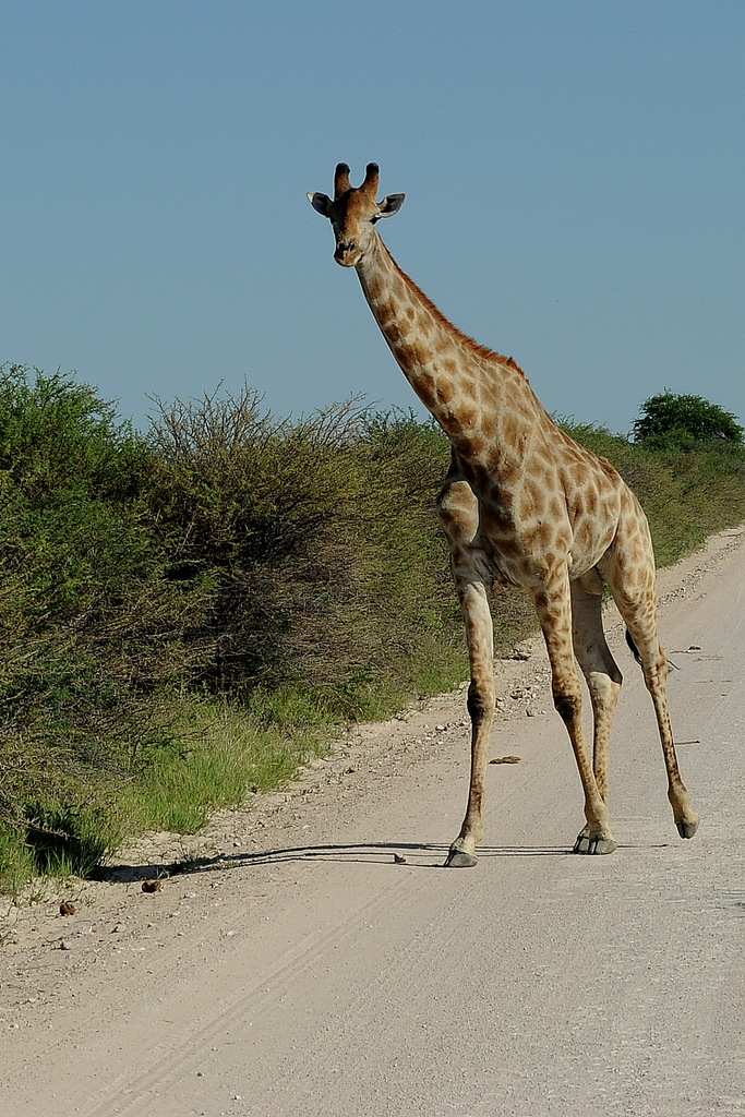 Girafe/Giraffe (10)