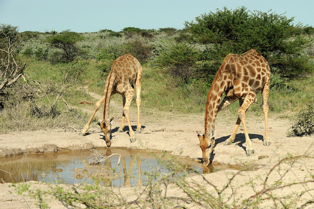 Girafe/Giraffe (11)