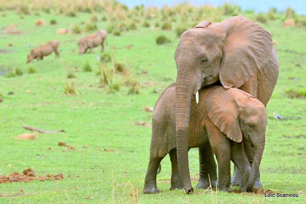 Éléphant d'Afrique/Savanna Elephant (20)