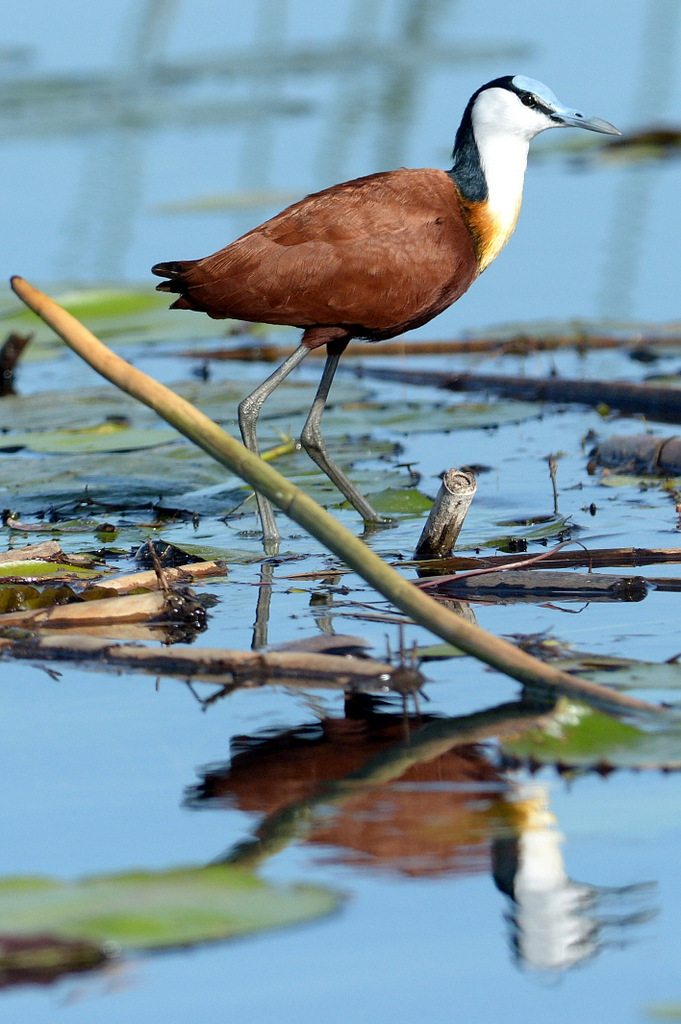 Jacana à poitrine doré/African Jacana (1)