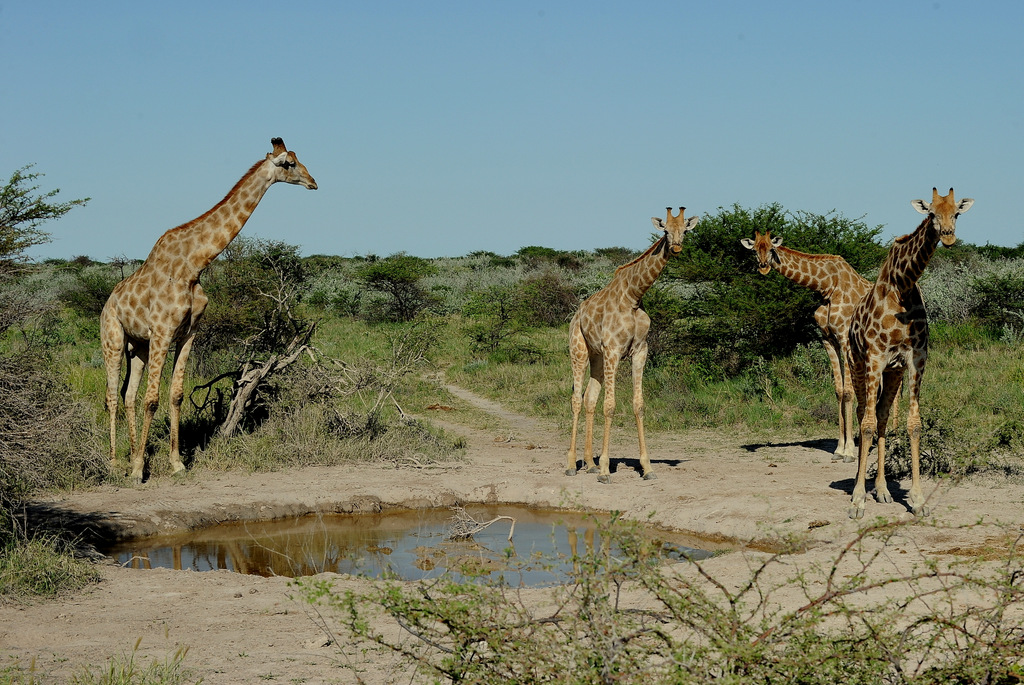 Girafe/Giraffe (12)