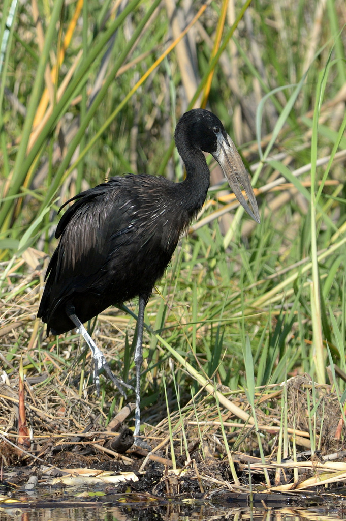 Bec-ouvert d'AfriqueAfrican Openbill Stork (1)