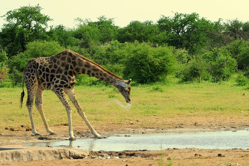 Girafe/Giraffe (13)
