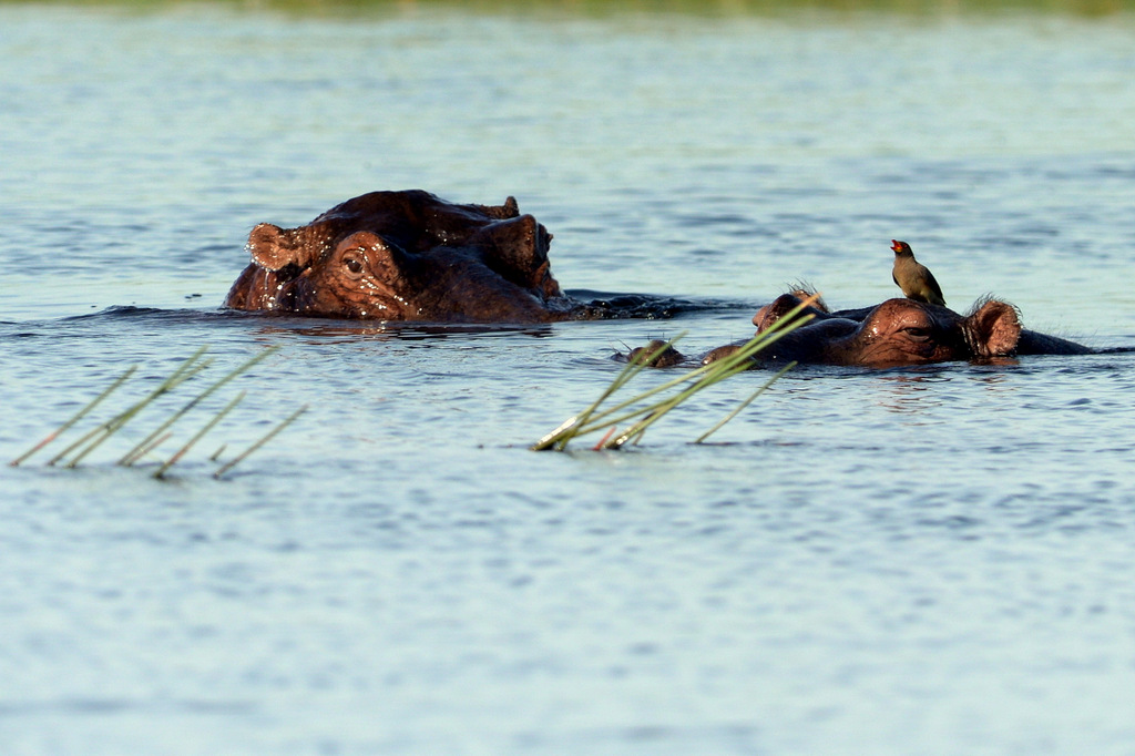 Hippopotame/Hippopotamus (2)