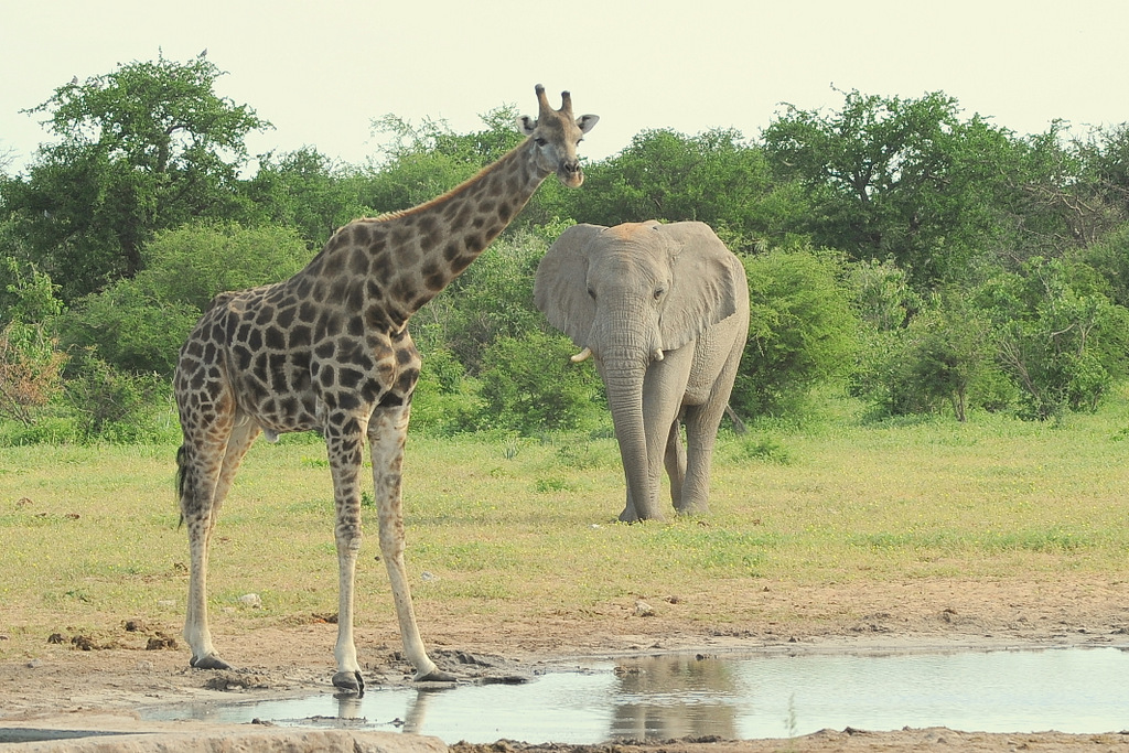 Elephant and Giraffe (2)