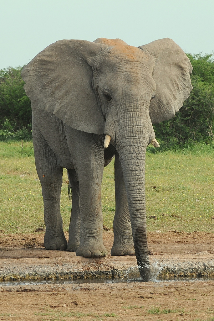 Eléphant (13)