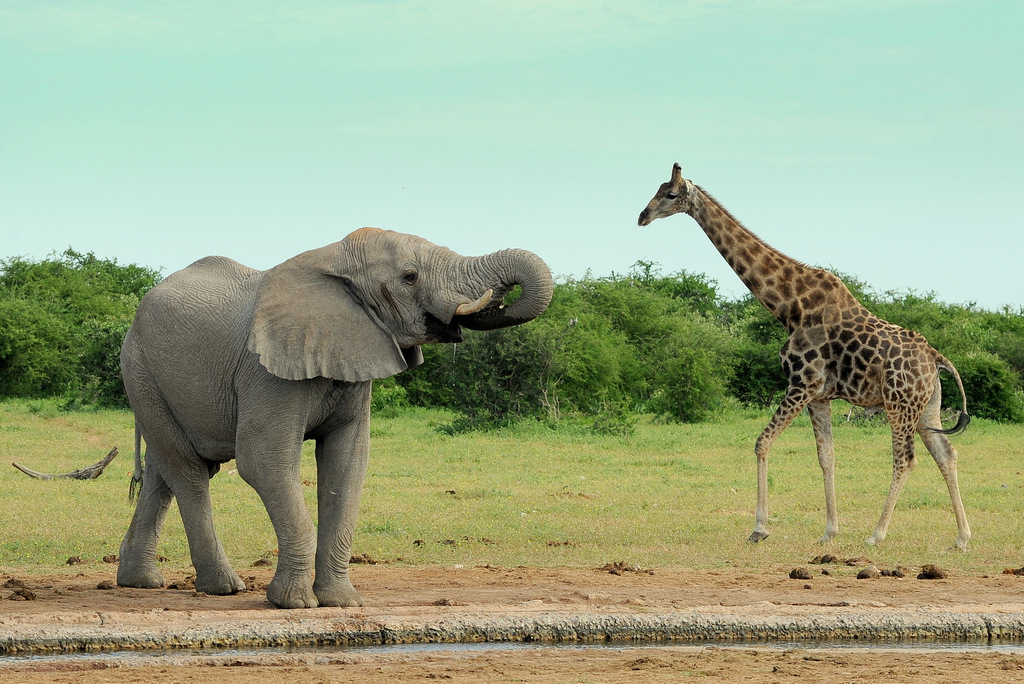 Elephant and Giraffe (3)