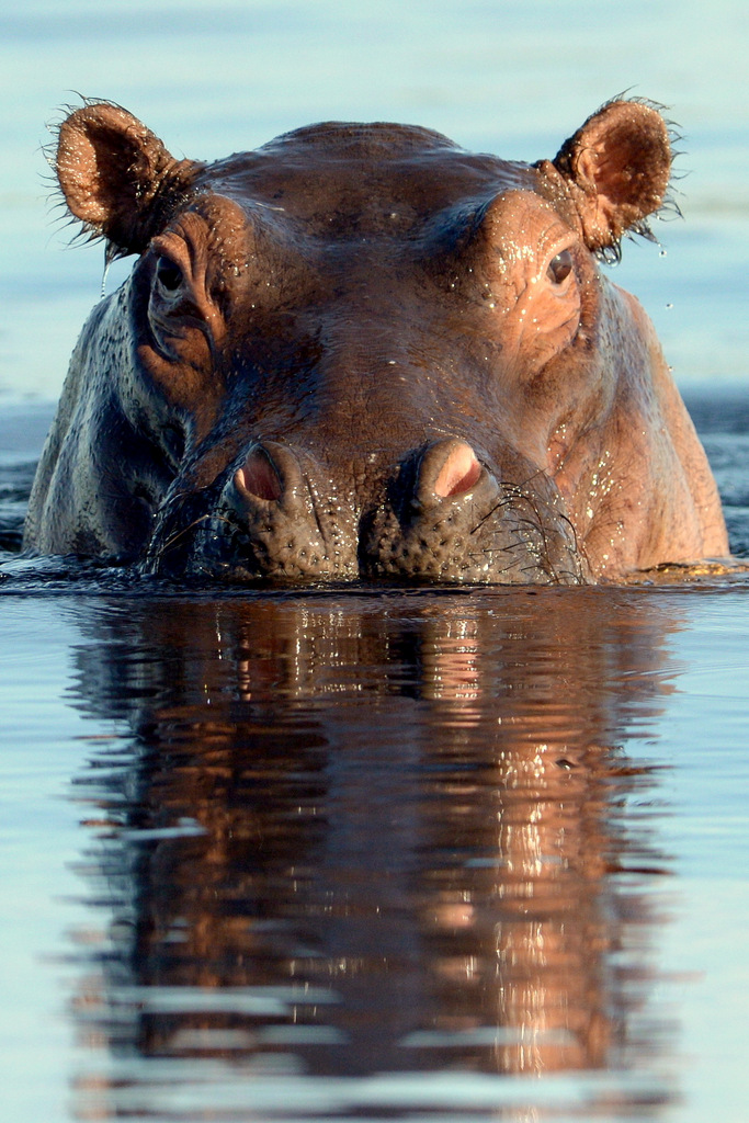 Hippopotame/Hippopotamus (4)
