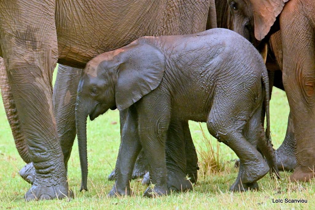 Éléphant d'Afrique/Savanna Elephant (21)