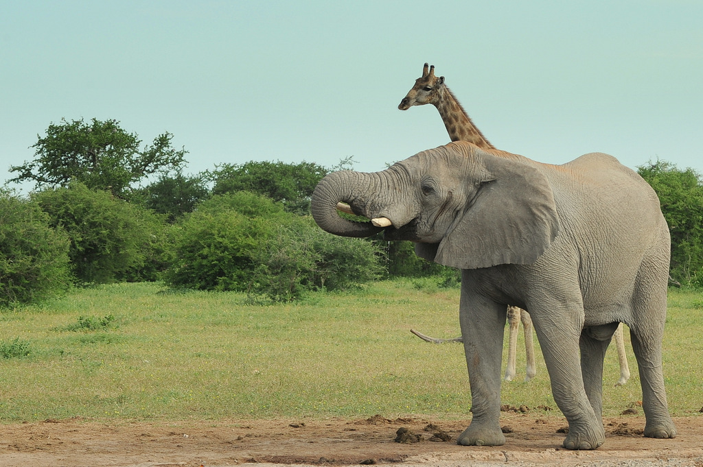 Elephant and Giraffe (4)