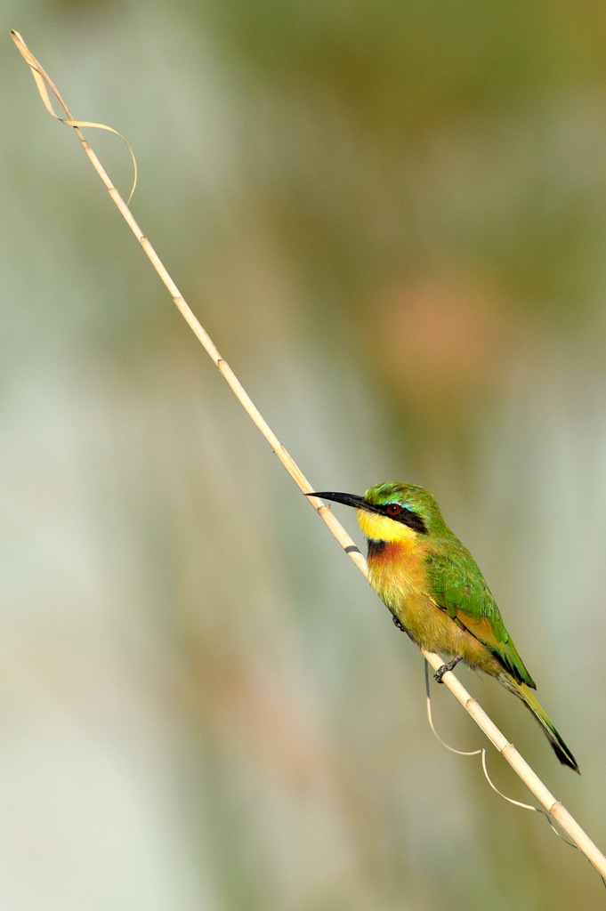 Guêpier nain/Little Bee-Eater (3)