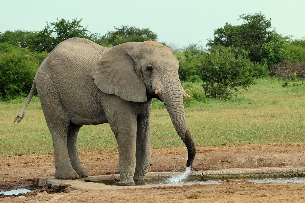 Eléphant (14)