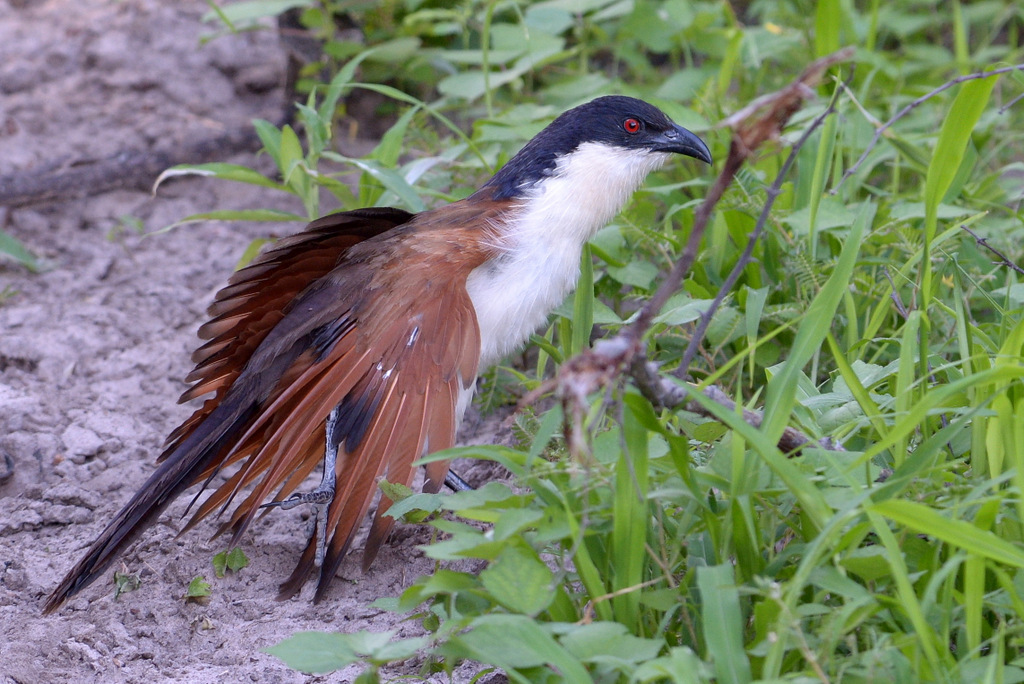 Coucal de Burchell/Burchell's Coucal (1)