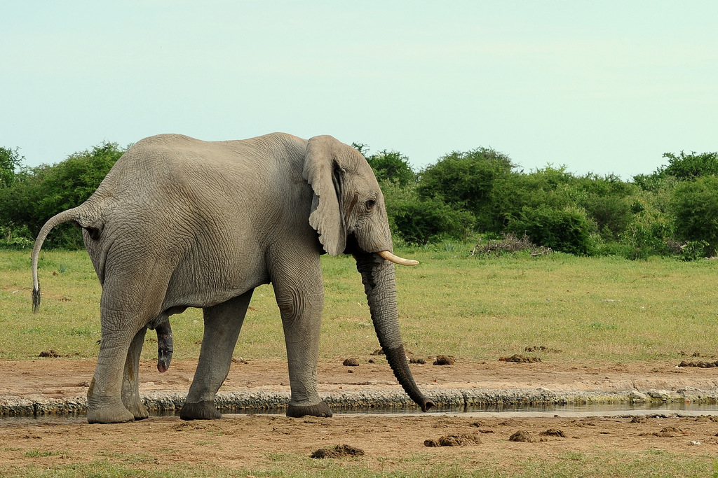 Eléphant (16)
