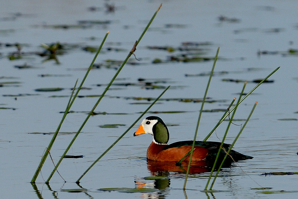 Anserelle naine/African Pygmy-Goose (3)