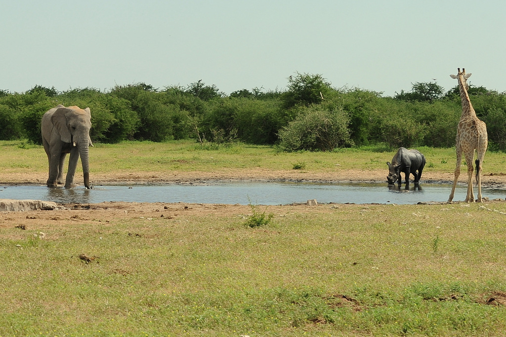 Elephant, Black Rhino and Giraffe (1)