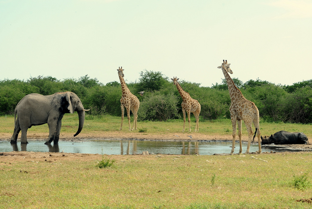 Elephant, Black Rhino and Giraffe (2)