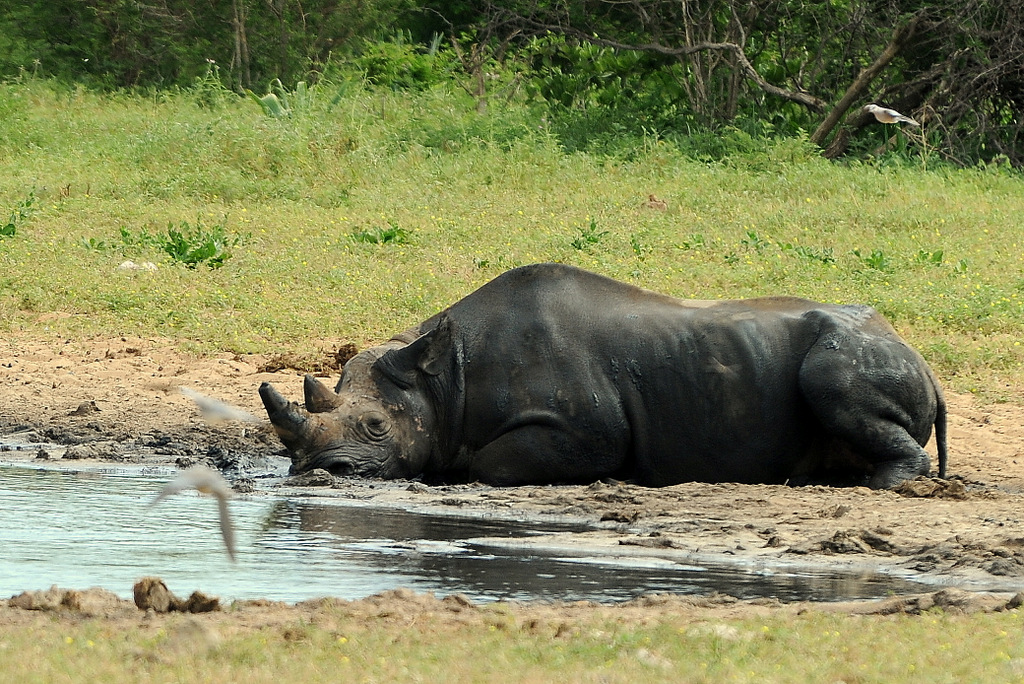 Rhinocéros noir/Black Rhino (10)
