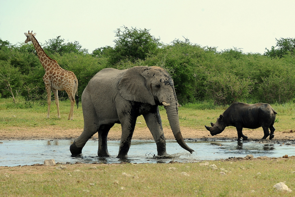 Elephant, Black Rhino and Giraffe (3)