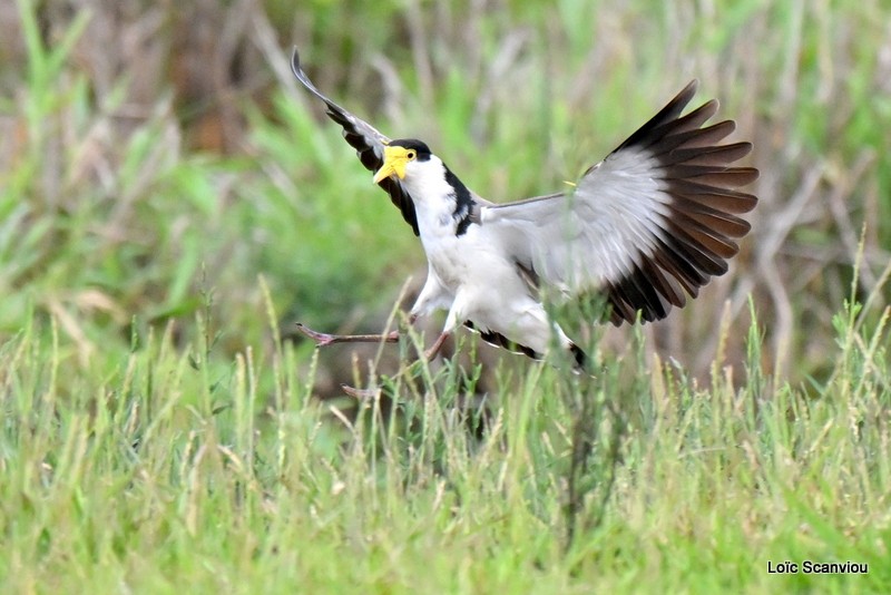 Vanneau soldat/Masked Lapwing