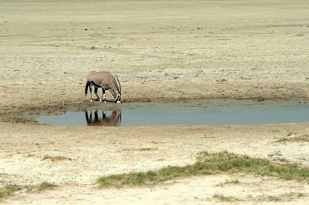 Oryx gazelle/Gemsbok (6)