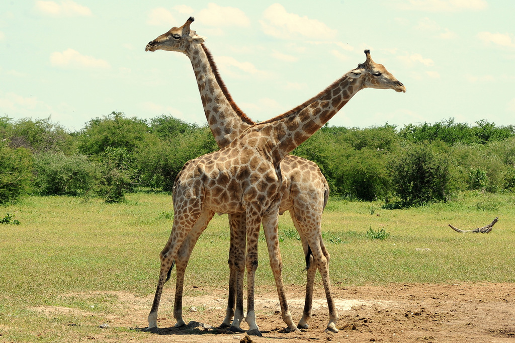 Girafe/Giraffe (14)