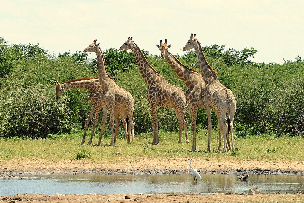Girafe/Giraffe (15)
