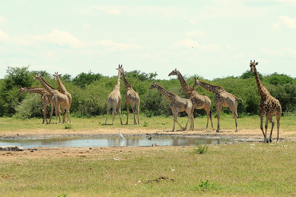 Girafe/Giraffe (16)
