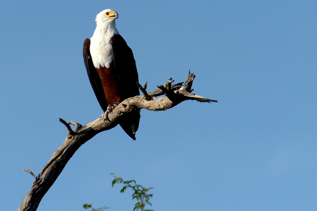 Aigle vocifère/African Fish eagle (1)