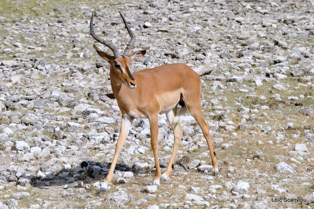 Impala à face noire/Black-faced Impala (3)