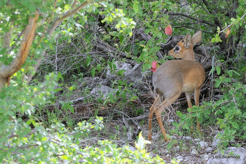 Dik-Dik de Damara/Damara Dik-dik (2)
