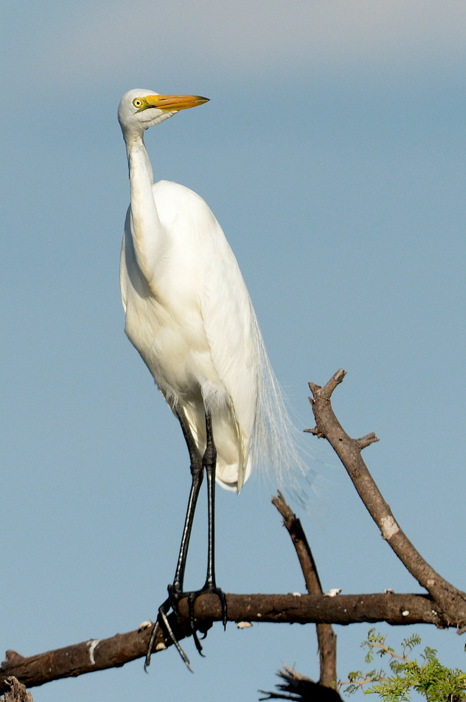 Aigrette/Egret (1)