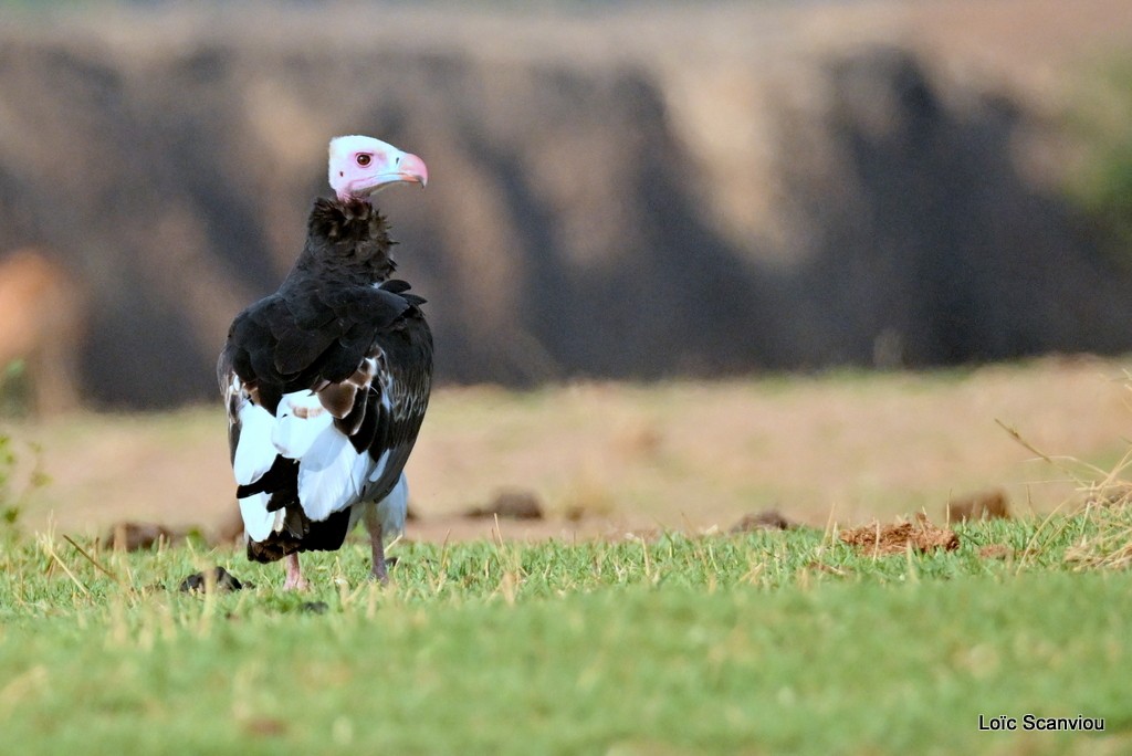 Vautour à tête blanche/White-headed Vulture