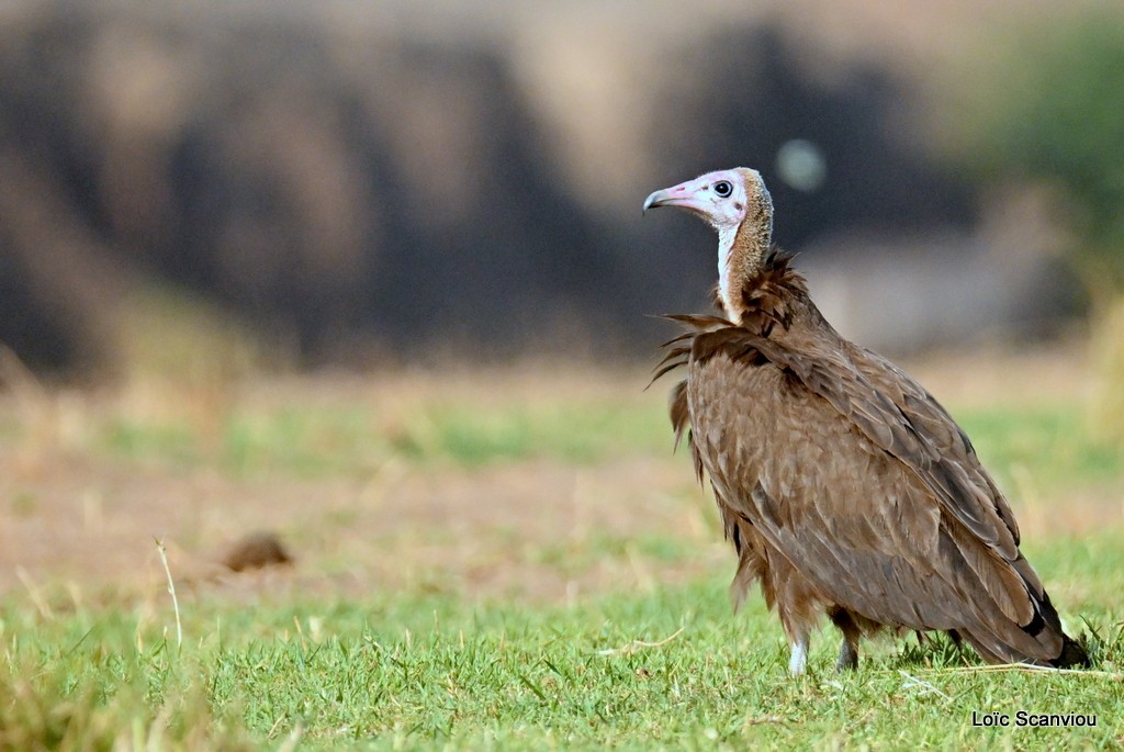 Vautour charognard/Hooded Vulture