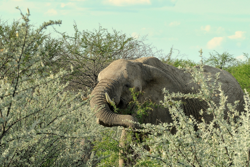 Eléphant (18)