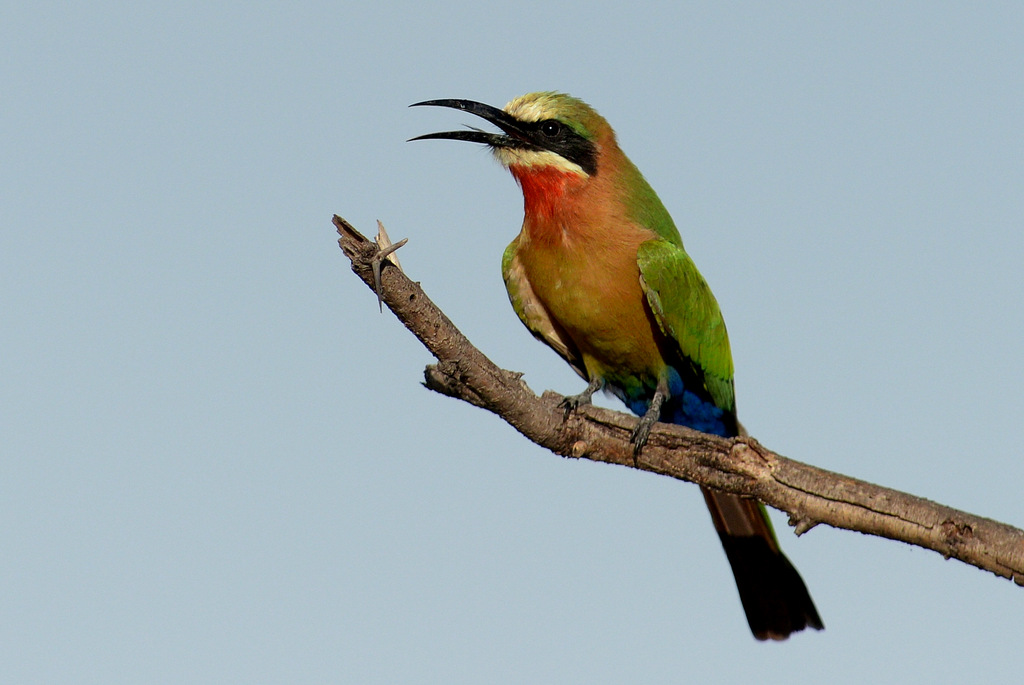 Guêpier à front blanc/White-fronted Bee-Eater