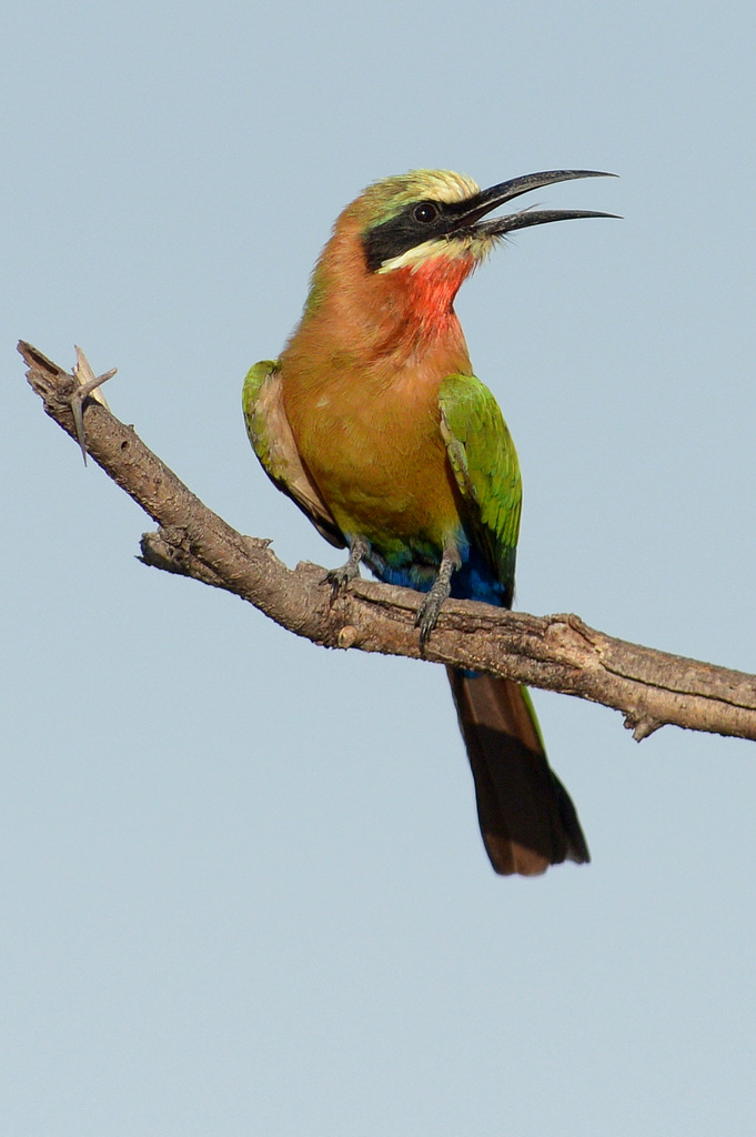 Guêpier à front blanc/White-fronted Bee-Eater